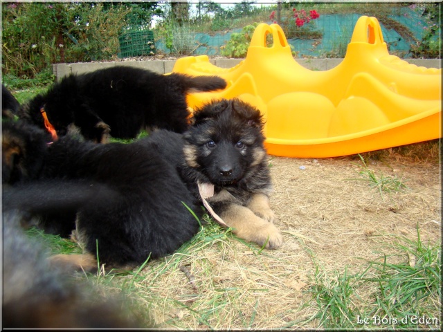 Futurs bébés bergers allemands poils longs aux charmes d'antan - Page 5 2012_015