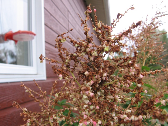 persicaria - Persicaria polymorphum - Page 9 11-09-11