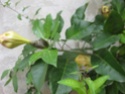 solandra grandiflora Soland12