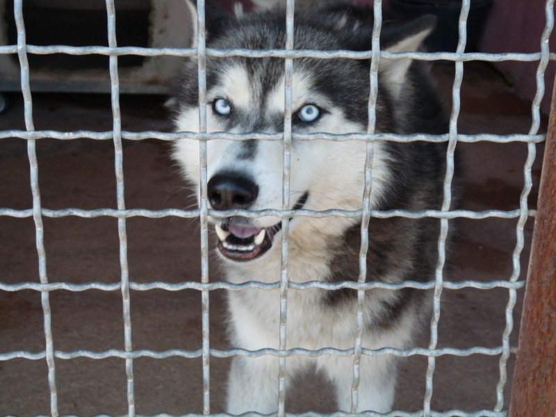 URGENT!!!!Heicko, 5ans , en Fourrière ....7jours pour le sauver !! départ 83ADOPTE Heicko11