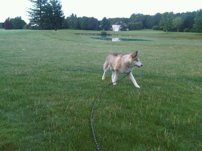 TOBROUK HUSKY 10 ans calme, independant et gentil REF ( 51) - Page 4 On_se_10
