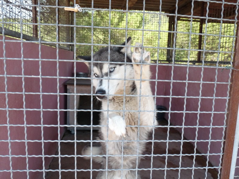 URGENT!!!!Heicko, 5ans , en Fourrière ....7jours pour le sauver !! départ 83ADOPTE Pauvre11