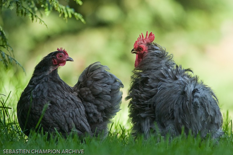 Nouvelles photos de la famille poules !! 20100613