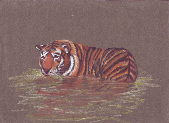 Tigre au bain ....gale Tigre_10