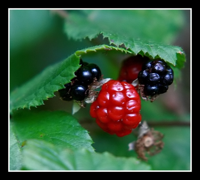 Les petites derniéres .. 20080910