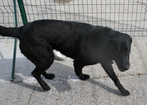 BALEZERE 4 ans 1/2 mle crois labrador noir (dep92) gennevilliers Ima_ph14