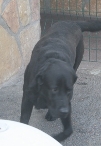 BALEZERE 4 ans 1/2 mle crois labrador noir (dep92) gennevilliers Ima_ph15