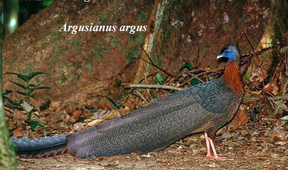 FAISAN, PAON, GALLINACEES ET AUTRES... Argus_10