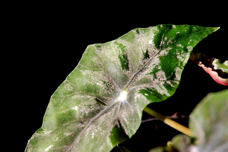 reflets [Begonia lubbersii] Lubb1710