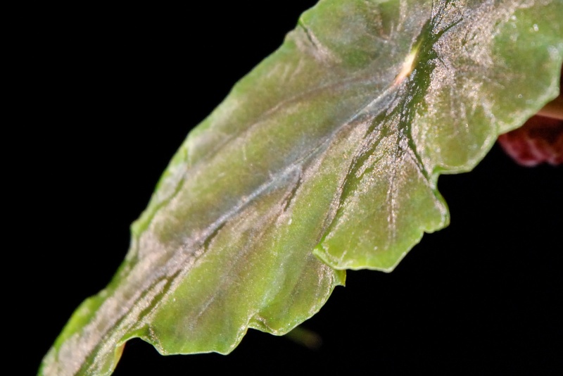 reflets [Begonia lubbersii] Lubb1712