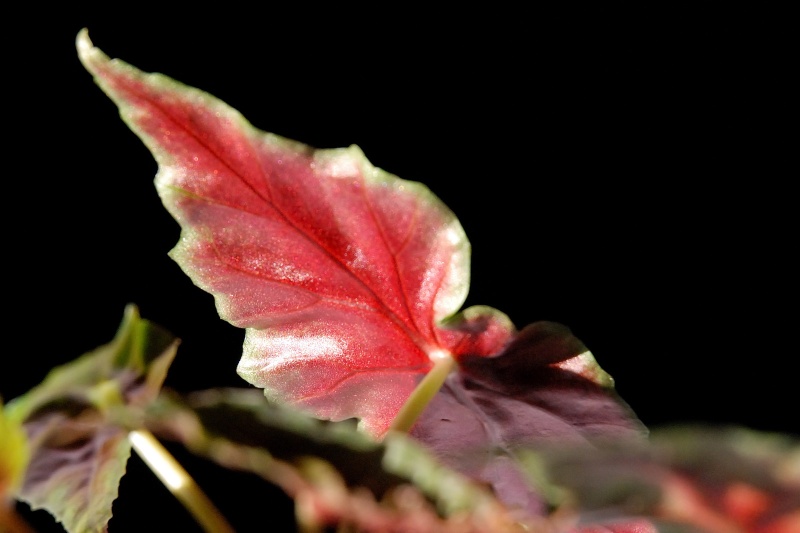 reflets [Begonia lubbersii] Lubb1713