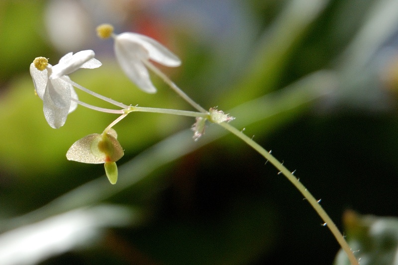 floraison d'hiver* Nurii210