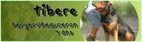 Tibere X Beauceron/berger (13) Tibere11