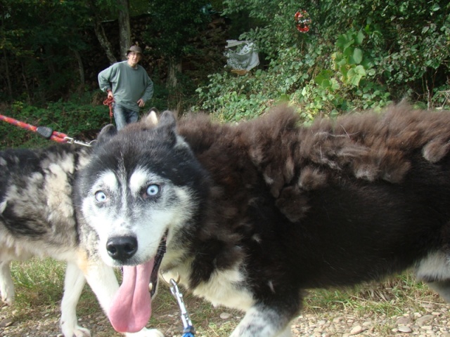 famille d'accueil ou adoptants pour 3 mâles husky Dsc09716