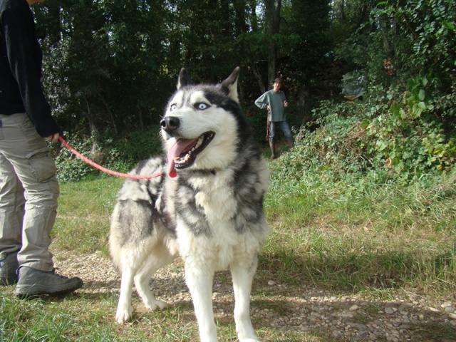 famille d'accueil ou adoptants pour 3 mâles husky Dsc09810