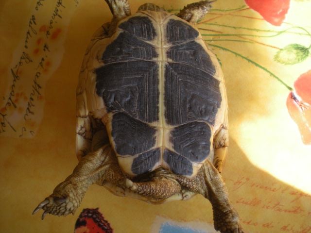 Sexage des tortues de TIBIDABO ,a vous de jouer! Dscn0913