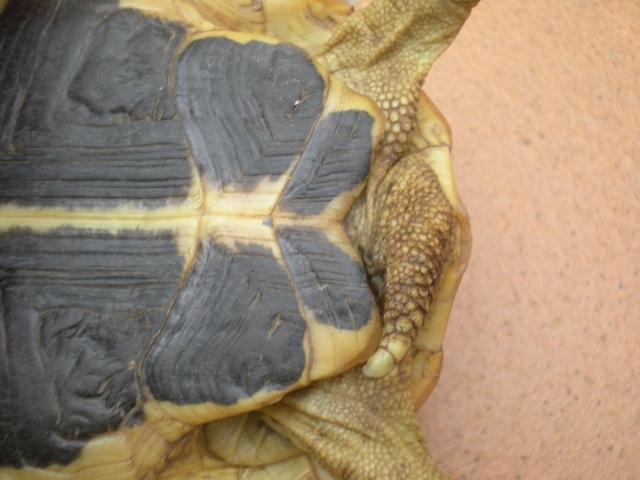 Sexage des tortues de TIBIDABO ,a vous de jouer! Dscn0915