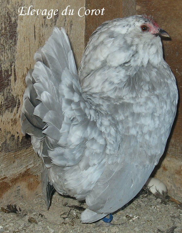 Barbu d'Anvers gris-perle caillouté de blanc 18_34410