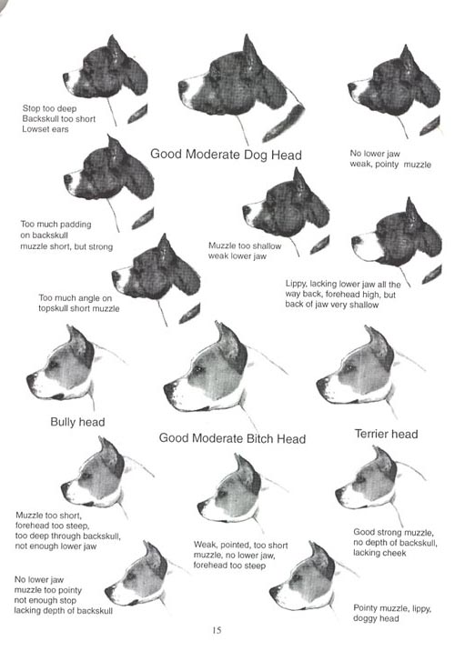 American Staffordshire Terrier [Standard] Tete10