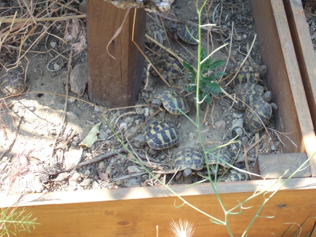 Le village des tortues, Sorède Dscf1941