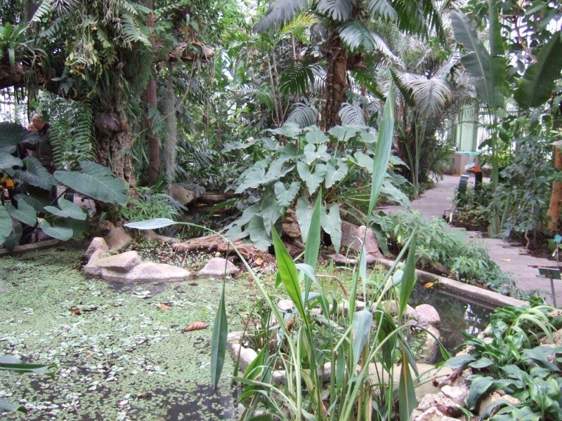 Les serres du jardin des plantes  Dscf2347