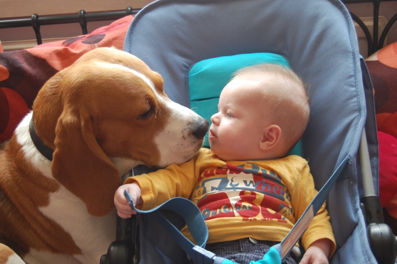 le beagle et les enfants... Dsc_0110