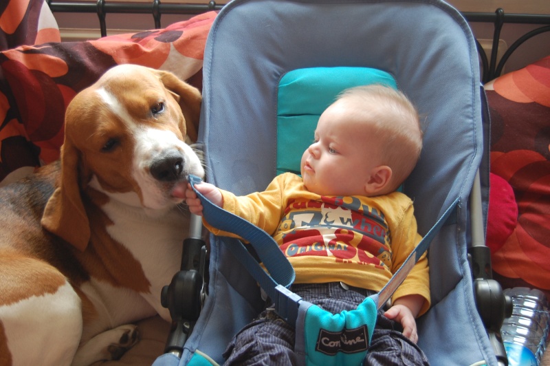 le beagle et les enfants... Dsc_0111