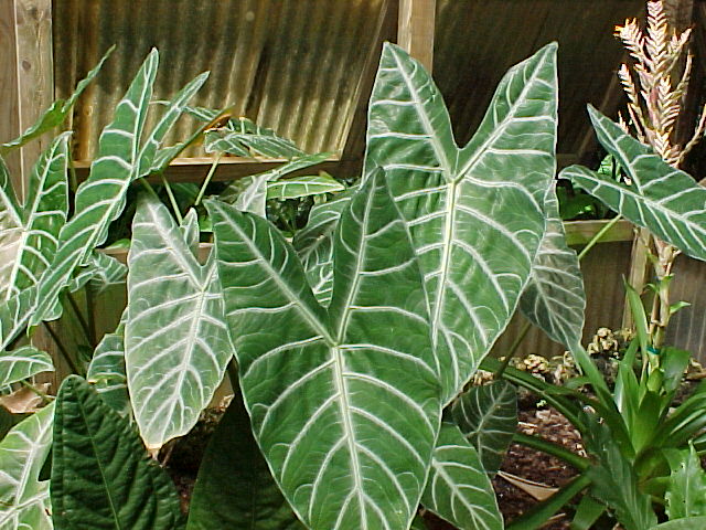 Les plantes dpolluantes Alocas10
