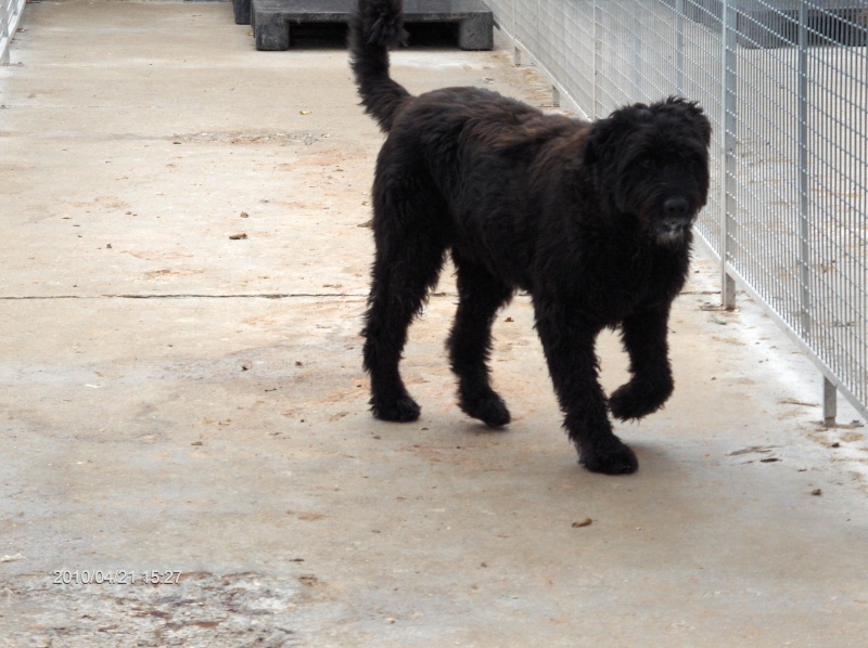 Louka x bouvier des Flandres 10ans Hpim1512