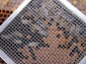 Підсаджування маток у бджолині сім'ї - Сторінка 2 Img_0417