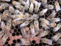 Підсаджування маток у бджолині сім'ї - Сторінка 2 Img_0422
