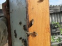 Кормление пчёл на зиму - Сторінка 10 Img_0439