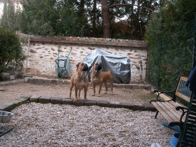 Ashla de Vautrecoeur                   Dogue de Majorque Ashla_13