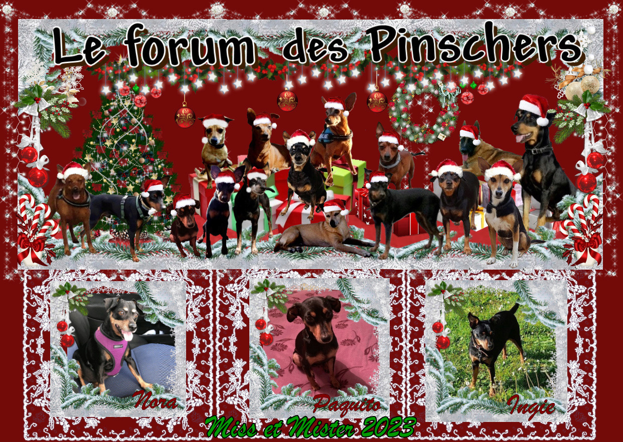 Le forum des Pinschers
