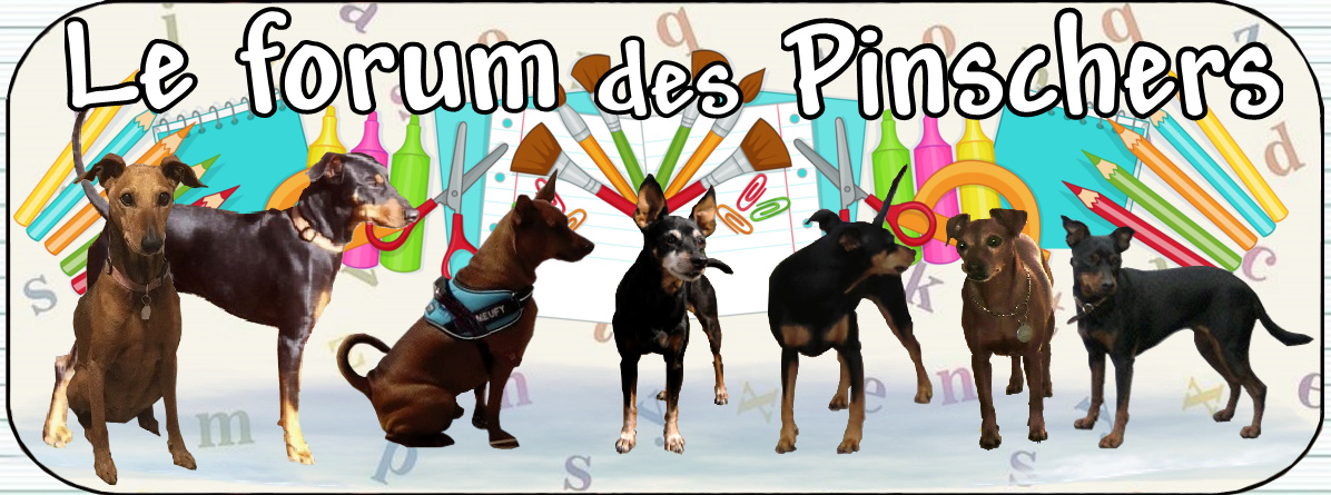 Le forum des Pinschers