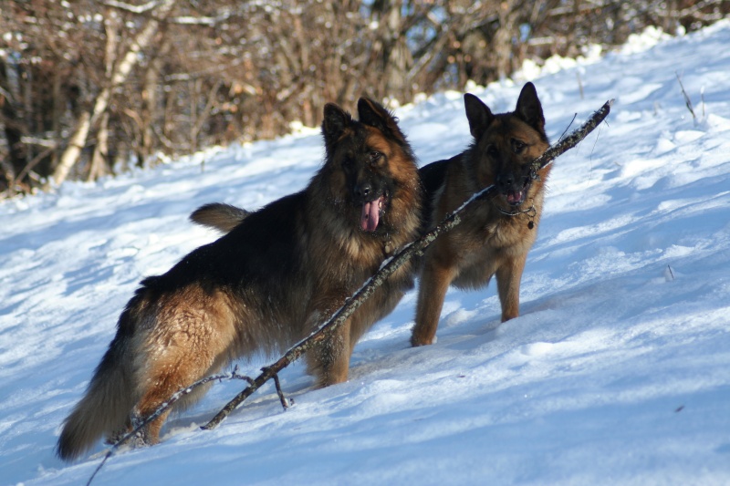 chiens - photo de mes trois chiens en ballade Ballad13