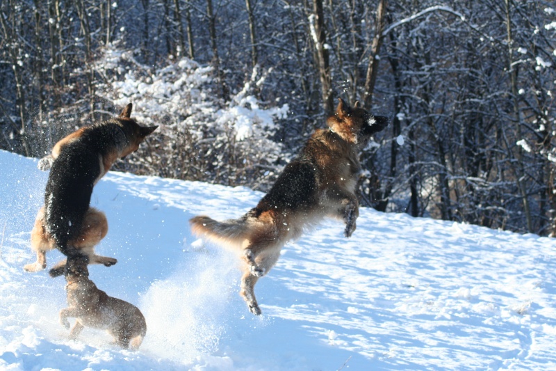 photo de mes trois chiens en ballade Ballad16