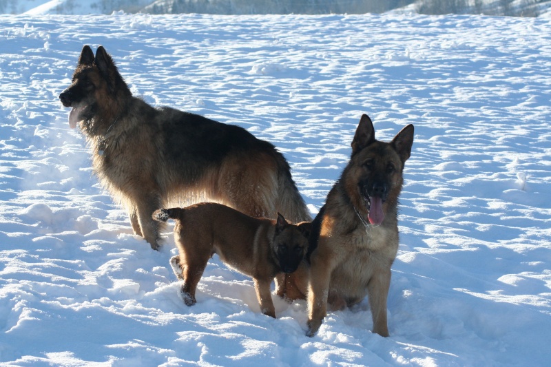 photo de mes trois chiens en ballade Ballad17