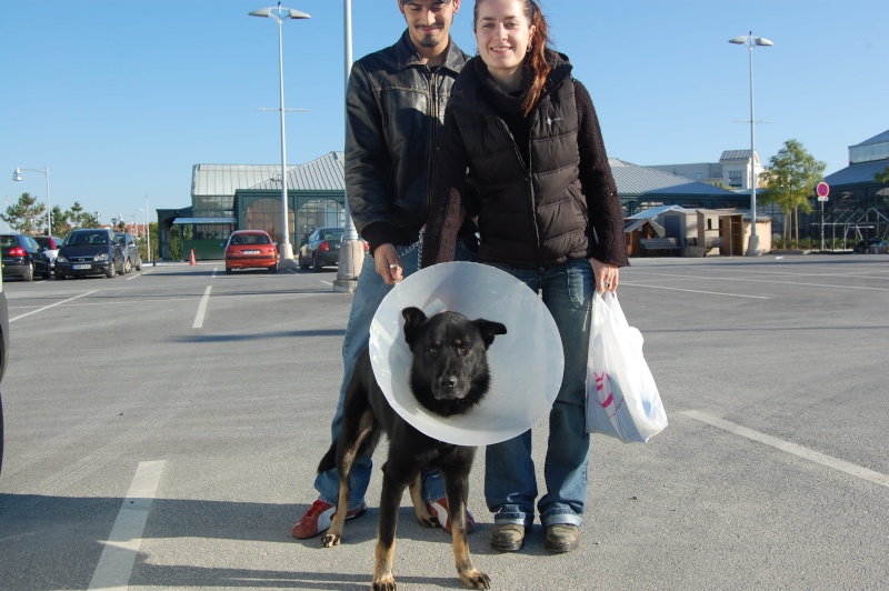 AXE - croisé nordique/beauceron de 3 ans - OISE Dsc_0412