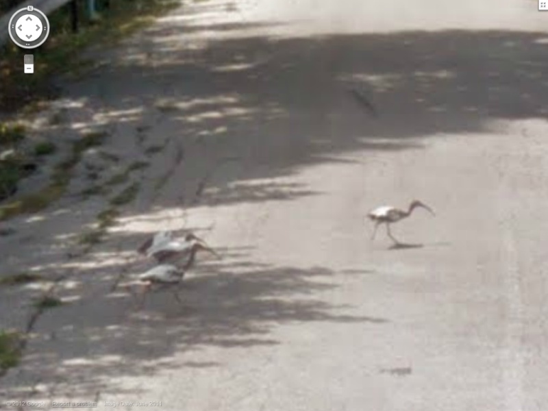 STREET VIEW : Volatiles divers - Page 2 Courli10