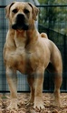 Boerboel M_903910