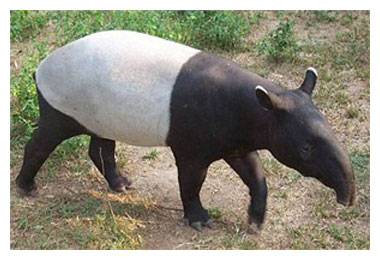 le tapir Malaja10