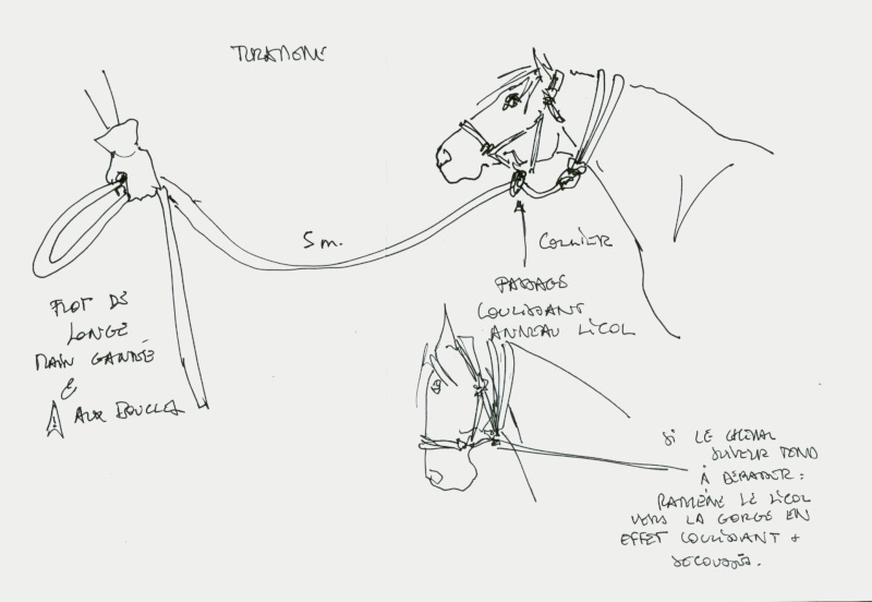 VICTOIRE "La Loutre", ONC crois Andalou-Percheron Turkme10