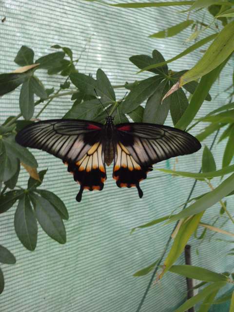 Papilio lowi P2807111