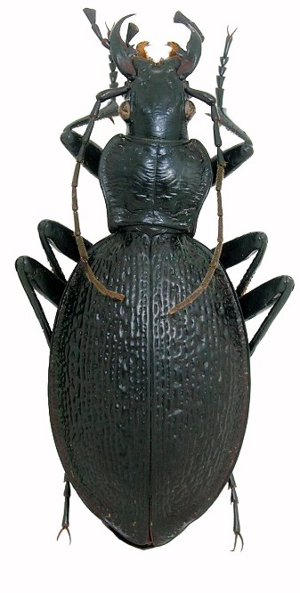 C. ( Chaetocarabus ) arcadicus ssp. arcadicus Arcadi11