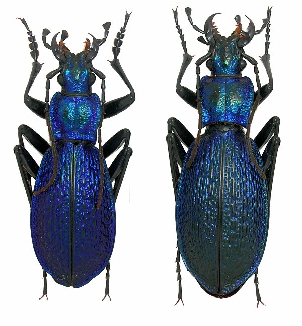 Chaetocarabus intricatus de la Rep. Tcheque Intric11