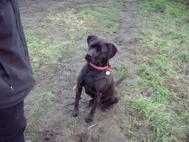 Roxy - mle crois labrador/braque -  2ans (76) Dsc01413