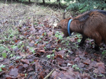 une petite balade dans le jardin ... Promen18