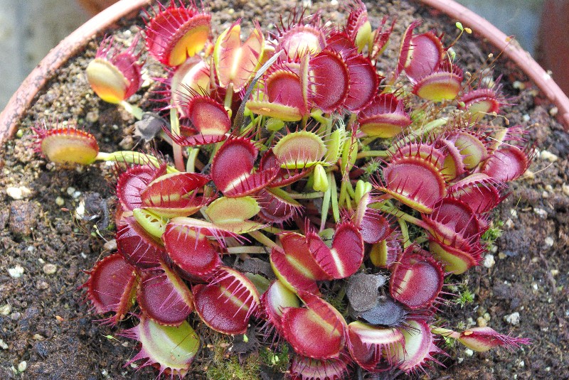 Dionaea Muscipula  'Cross teeth' / 'Long red fingers' Dionee10