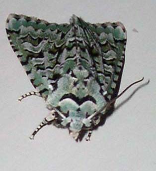 [Dichonia aprilina] Papillon de nuit Papill10